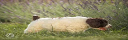 Spanish Water Dog dogs for sale: Spanish water dog  - Advert 4