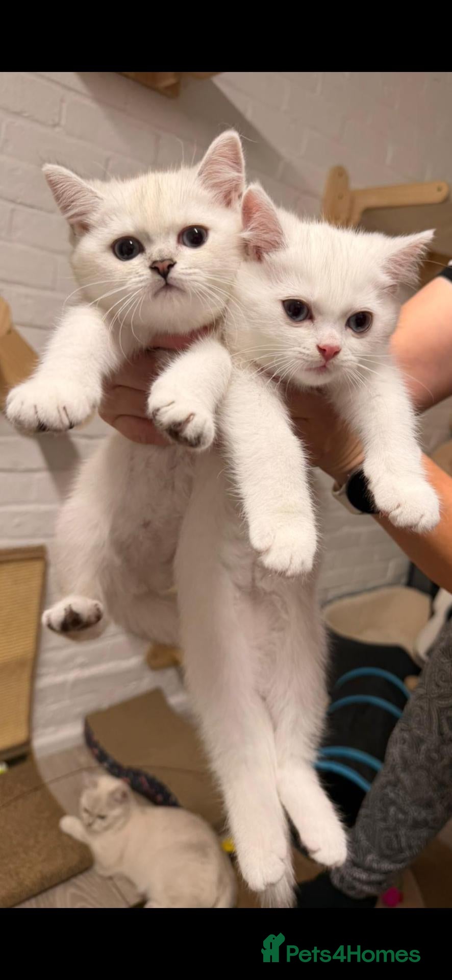 British Shorthair cats Beautiful kittens - Advert 1