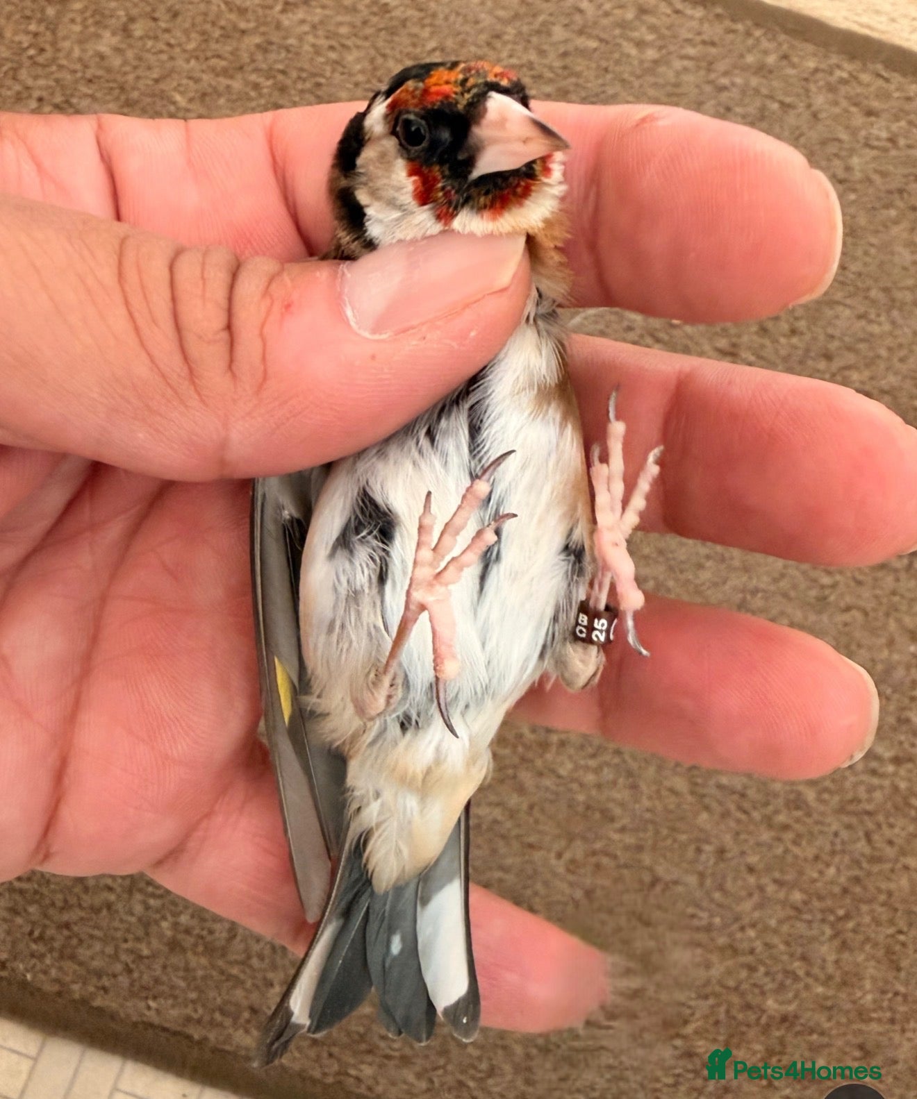 Canaries birds x2 males goldfinches bbc ring  - Advert 5