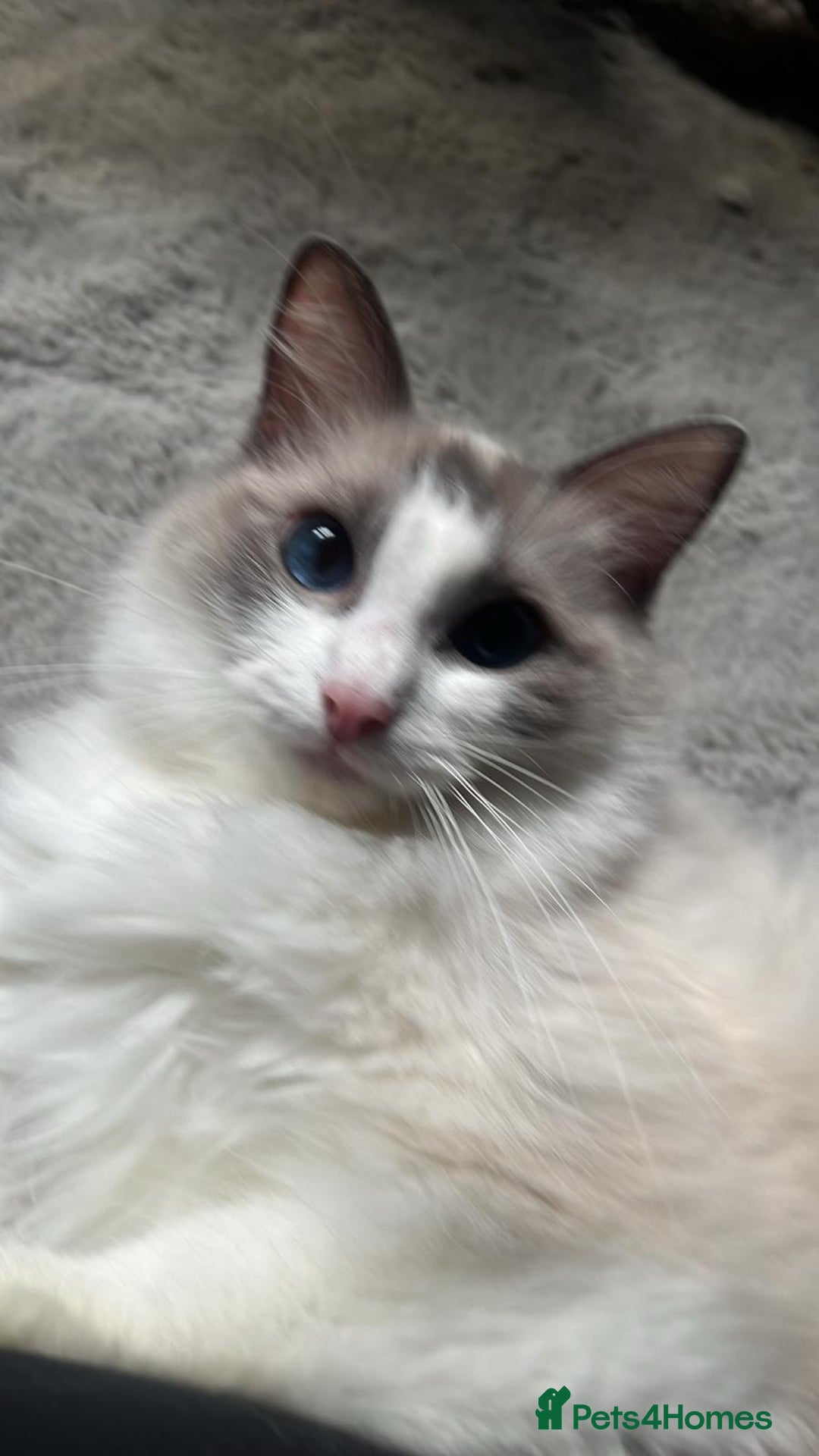 Ragdoll cats for sale: 7 stunning Ragdoll kittens for sale - Image 26