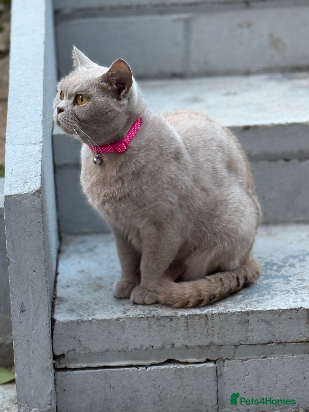 British Shorthair cats for sale: Female British shorthair  - Advert 1