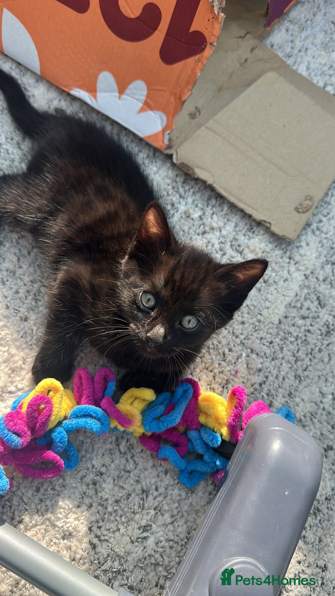 Mixed Breed cats Bengal cross Kittens – Well Socialised & Healthy - Advert 16