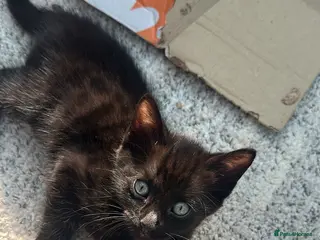 Mixed Breed cats Bengal cross Kittens – Well Socialised & Healthy - Advert 16