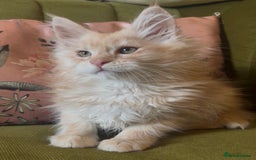 Maine Coon cats for sale: 🔥 TICA Maine coon kittens 🔥  READY NOW 💕💕 - Image 21