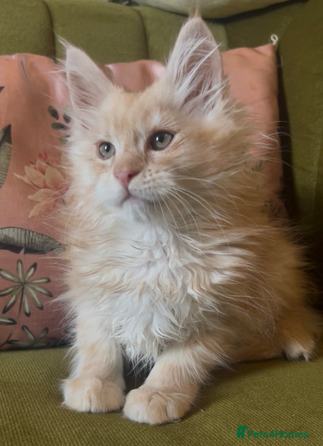 Maine Coon cats for sale: 🔥 TICA Maine coon kittens 🔥  READY NOW 💕💕 - Image 21