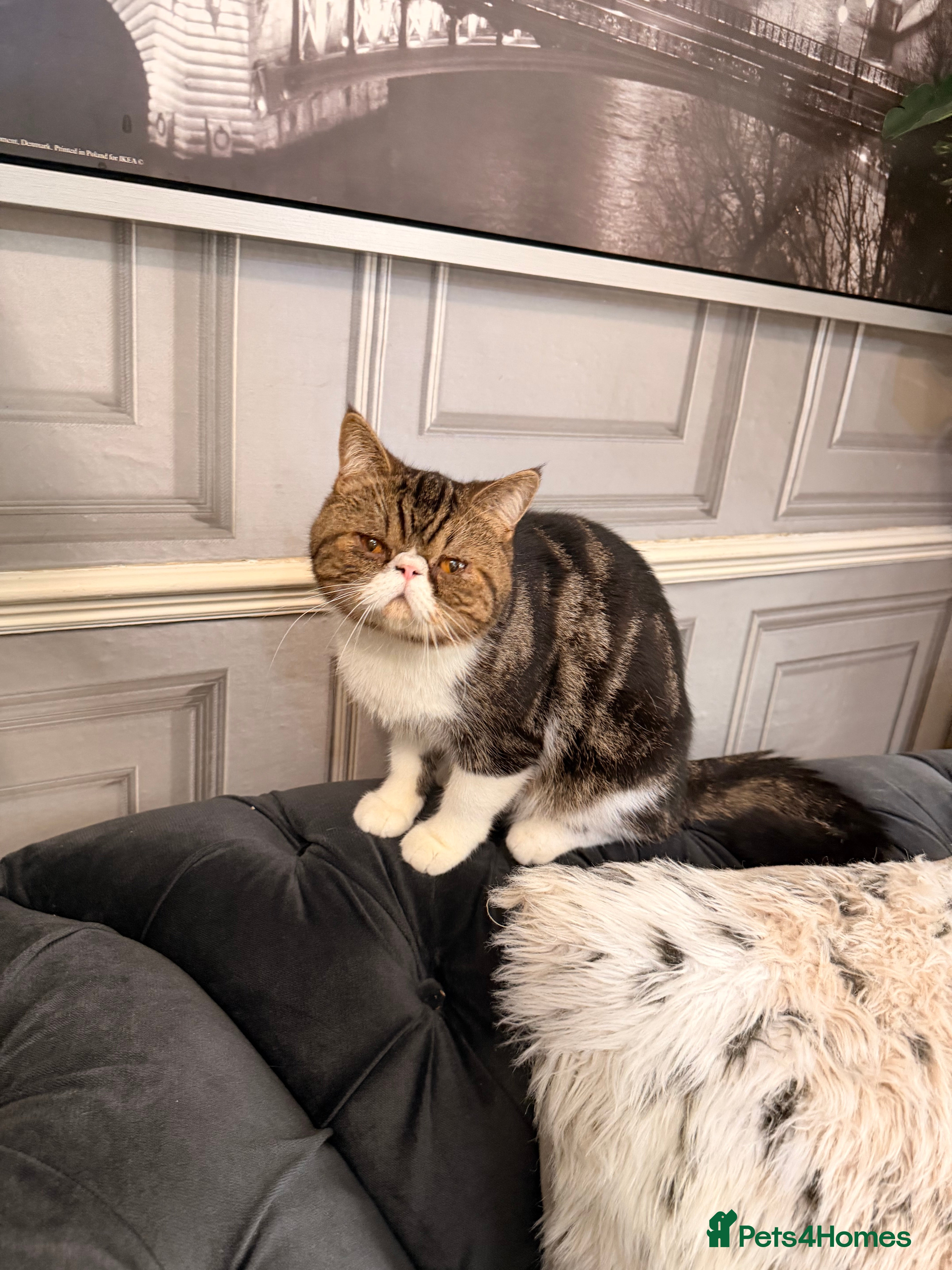 Persian cats Lovely boy for sale - Advert 2