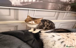 Persian cats for sale: Lovely boy for sale - Advert 1