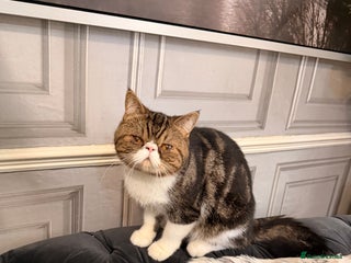 Persian cats Lovely boy for sale - Advert 1