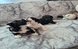 Bichon Frise dogs for sale: Bichon frise  - Image 5