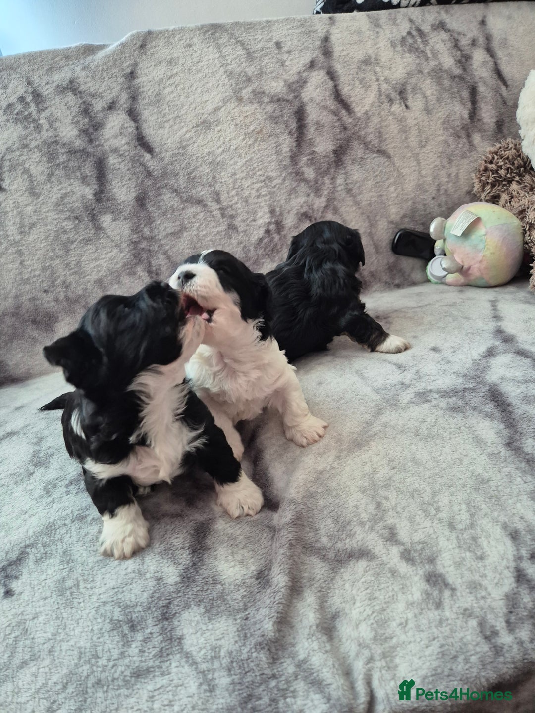 Bichon Frise dogs for sale: Bichon frise  - Image 5