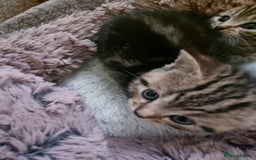 Mixed Breed cats for sale: Half british shorthair kittens - Image 11