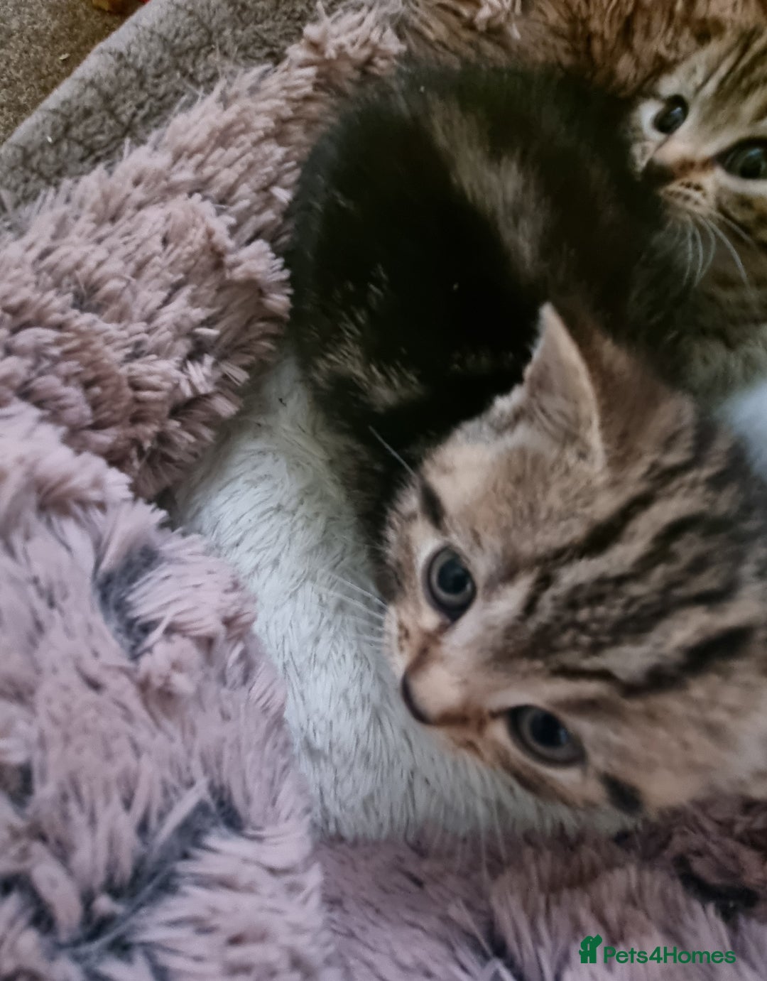 Mixed Breed cats for sale: Half british shorthair kittens - Image 11