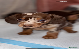 Dachshund dogs for sale: Beautiful mini dash  - Image 2