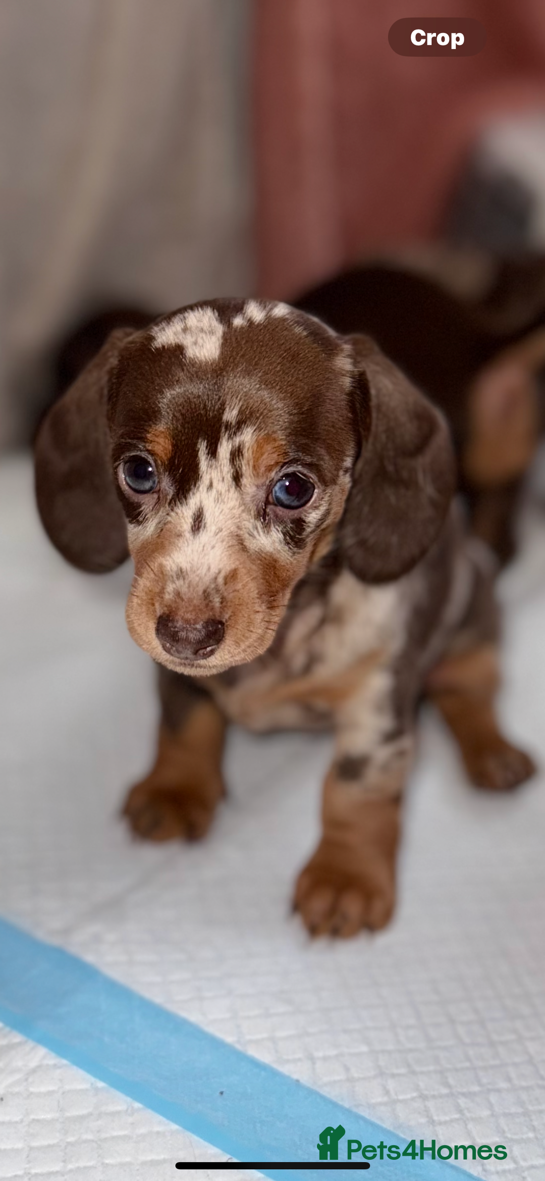 Dachshund dogs for sale: Beautiful mini dash  - Image 2