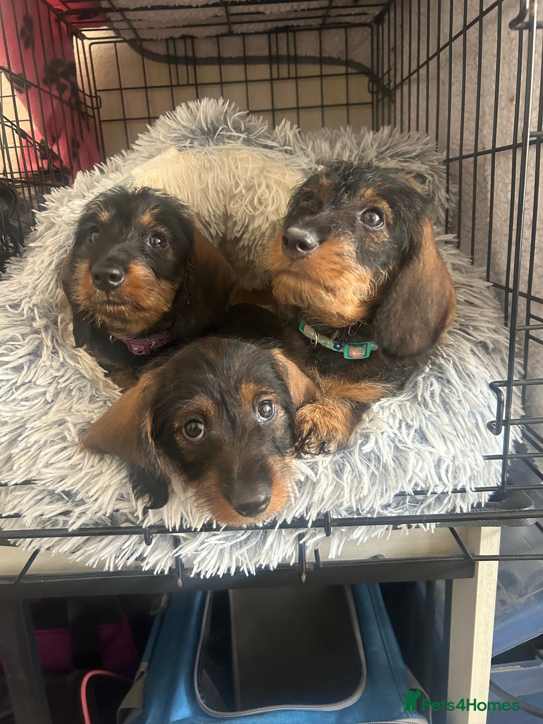 Dachshund dogs for sale: 2 left! standard dachshund puppies ready now! - Image 12