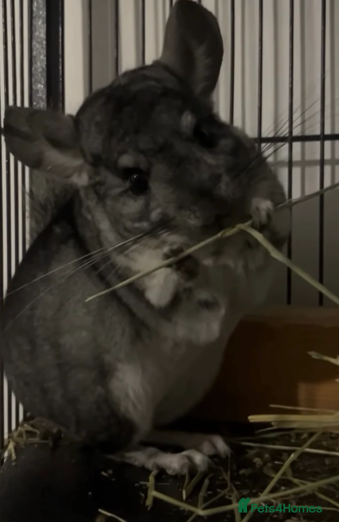 Chinchilla rodents for sale: male chinchilla, cadge included! - Advert 1