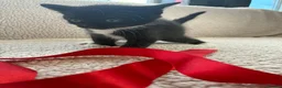 Mixed Breed cats for sale: Five Wonderful, Kichens, Very, Pretty Looking  - Advert 32