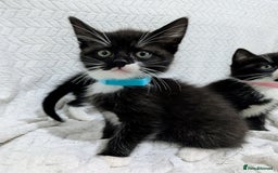 Mixed Breed cats for sale: Adorable Kittens Ready for Their Forever Homes! 💕 - Image 9