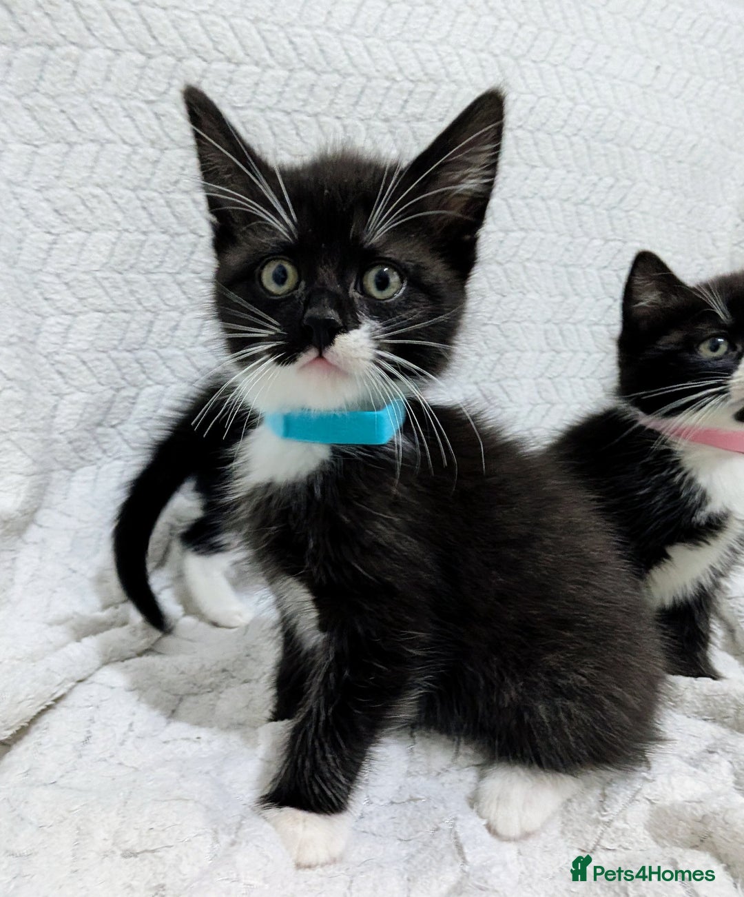 Mixed Breed cats for sale: Adorable Kittens Ready for Their Forever Homes! 💕 - Image 9