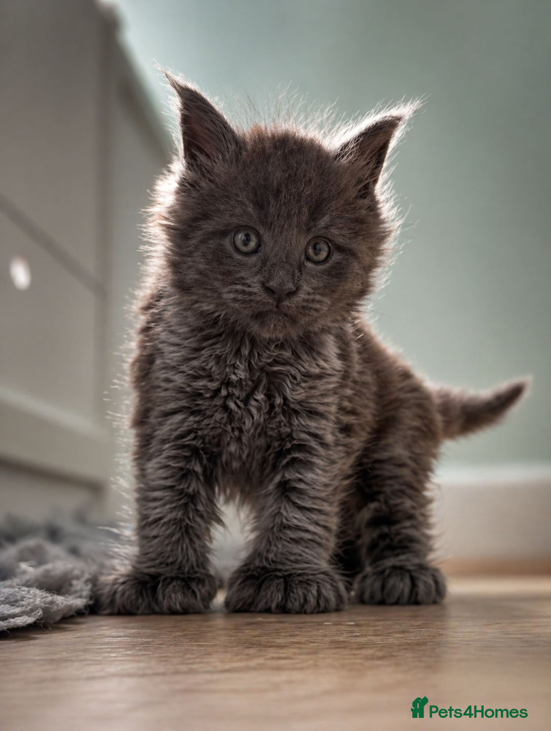 Maine Coon cats European XXL kitten LAST FEMALE LEFT - Advert 13