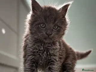 Maine Coon cats European XXL kitten LAST FEMALE LEFT - Advert 13