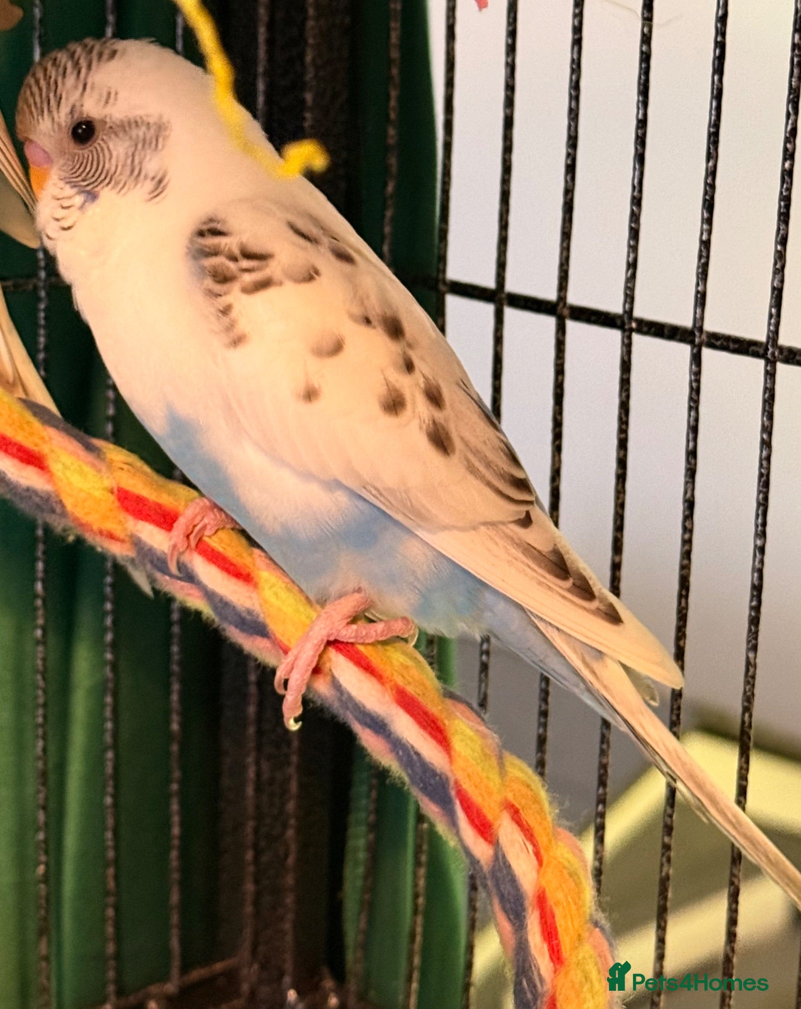 Budgerigars birds Pair  9 week old baby budgies   - Advert 2