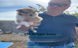 Rough Collie dogs for sale: ROUGH COLLIE  SABLE AND WHITE MALE PUPPIES - Image 9