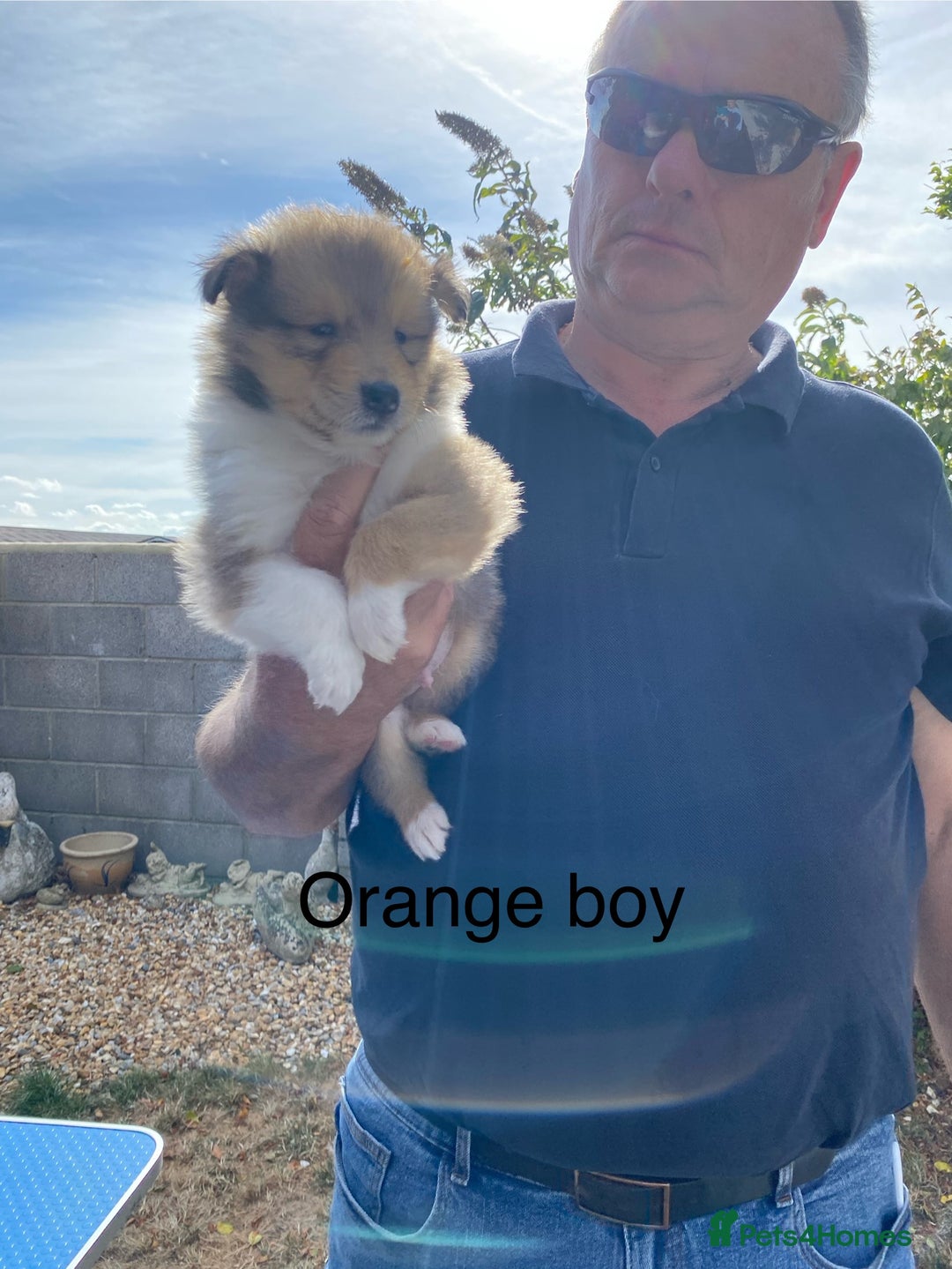 Rough Collie dogs for sale: ROUGH COLLIE  SABLE AND WHITE MALE PUPPIES - Image 9