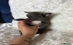Chihuahua dogs for sale: Quality Tiny Teacup Chihuahua Female Puppy  - Image 6