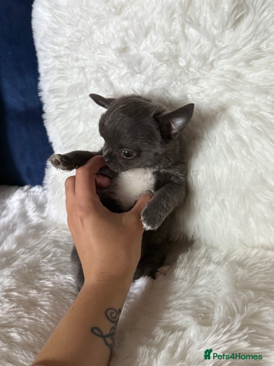Chihuahua dogs for sale: Quality Tiny Teacup Chihuahua Female Puppy  - Image 6