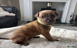 Mixed Breed dogs for sale: Pharaoh hound x whippet puppies  - Image 13