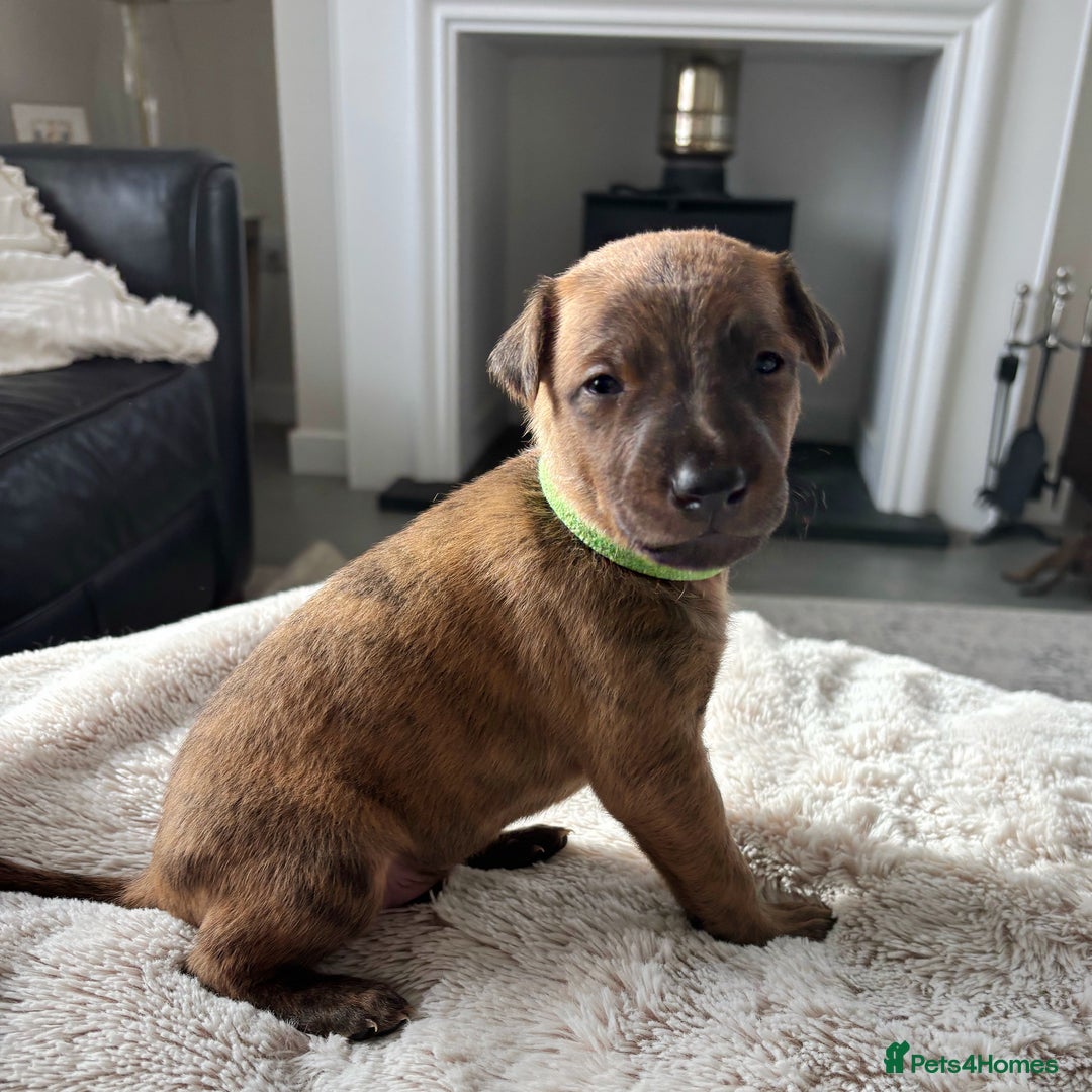 Mixed Breed dogs for sale: Pharaoh hound x whippet puppies  - Image 13