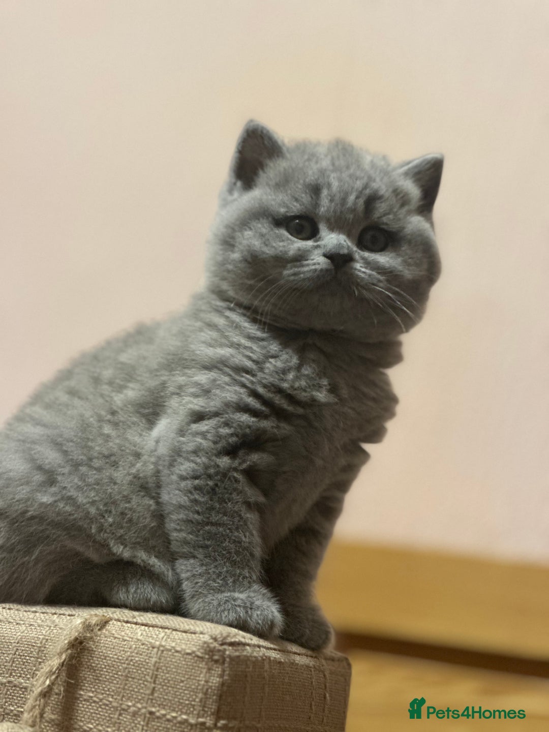 British Shorthair cats for sale: GCCF registered kitten  - Advert 20