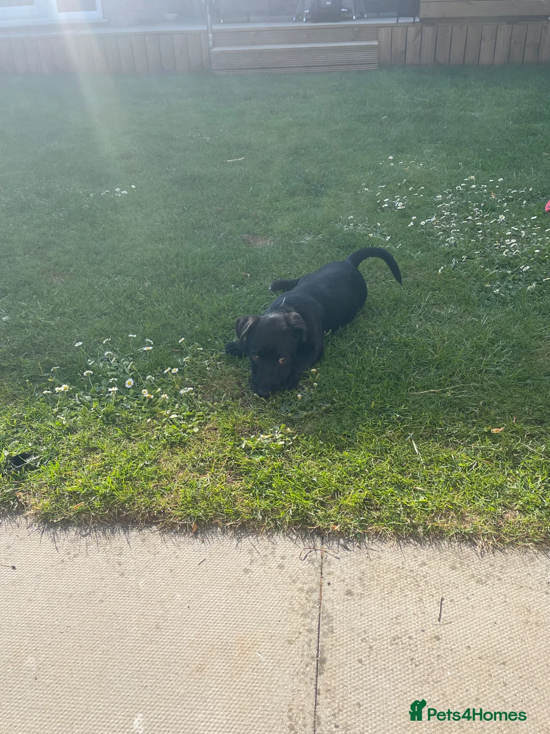 Jack Russell dogs for sale: Reggie - 4 month old puppy MALE - Advert 7