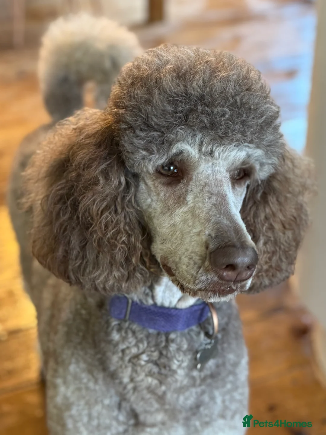 Gallery Image {{count}}