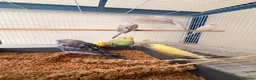 Budgerigars birds for sale: Budgies for sale  - Advert 4