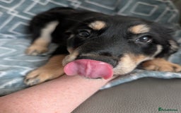 Mixed Breed dogs for sale: Male Collie cross Golden retriever  - Image 1