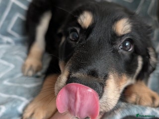 Mixed Breed dogs - Advert 2