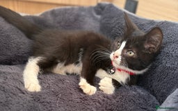 British Shorthair cats for sale: Gorgeous British Shorthair kittens! - Image 3