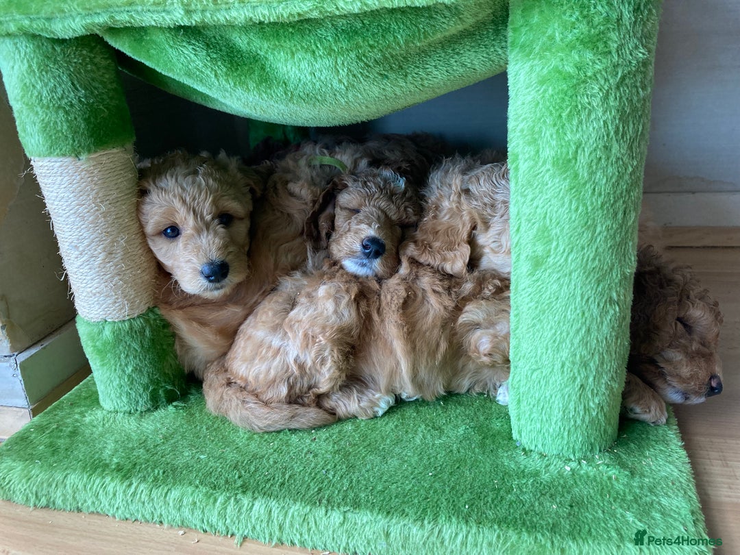 Labradoodle dogs for sale: Beautiful F3b Labradoodle Puppies - Image 24