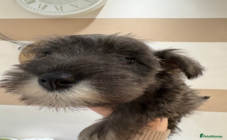 Miniature Schnauzer dogs - Advert 5