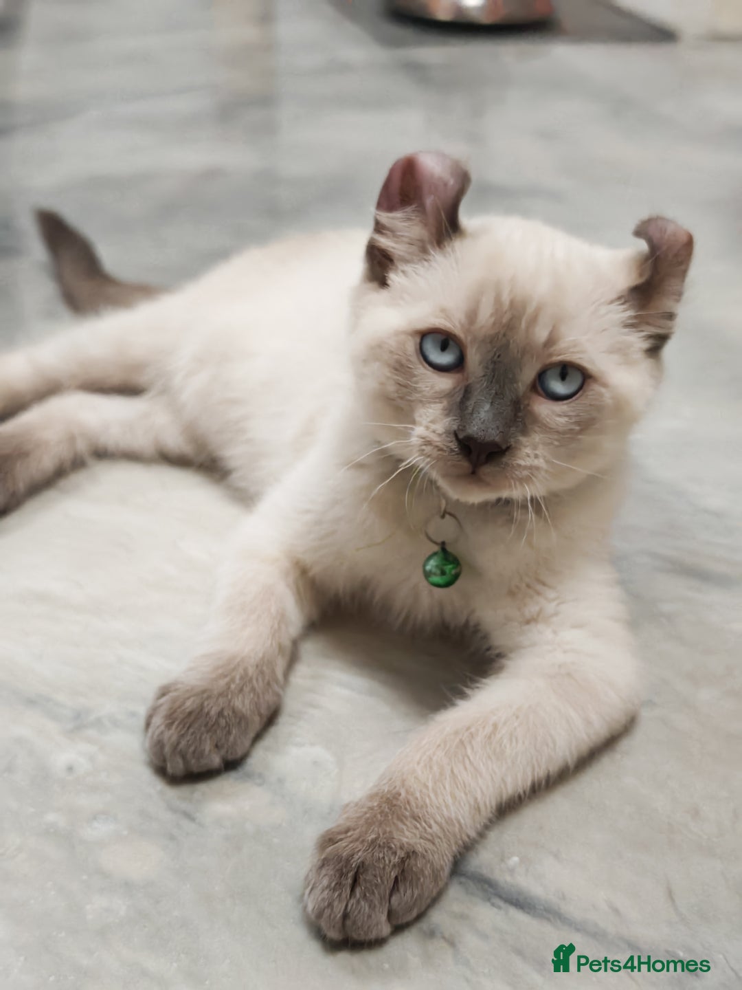 American Curl cats for sale: RARE, Unique, Affectionate American Curl Kittens!  - Advert 32