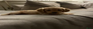 Cockapoo 5