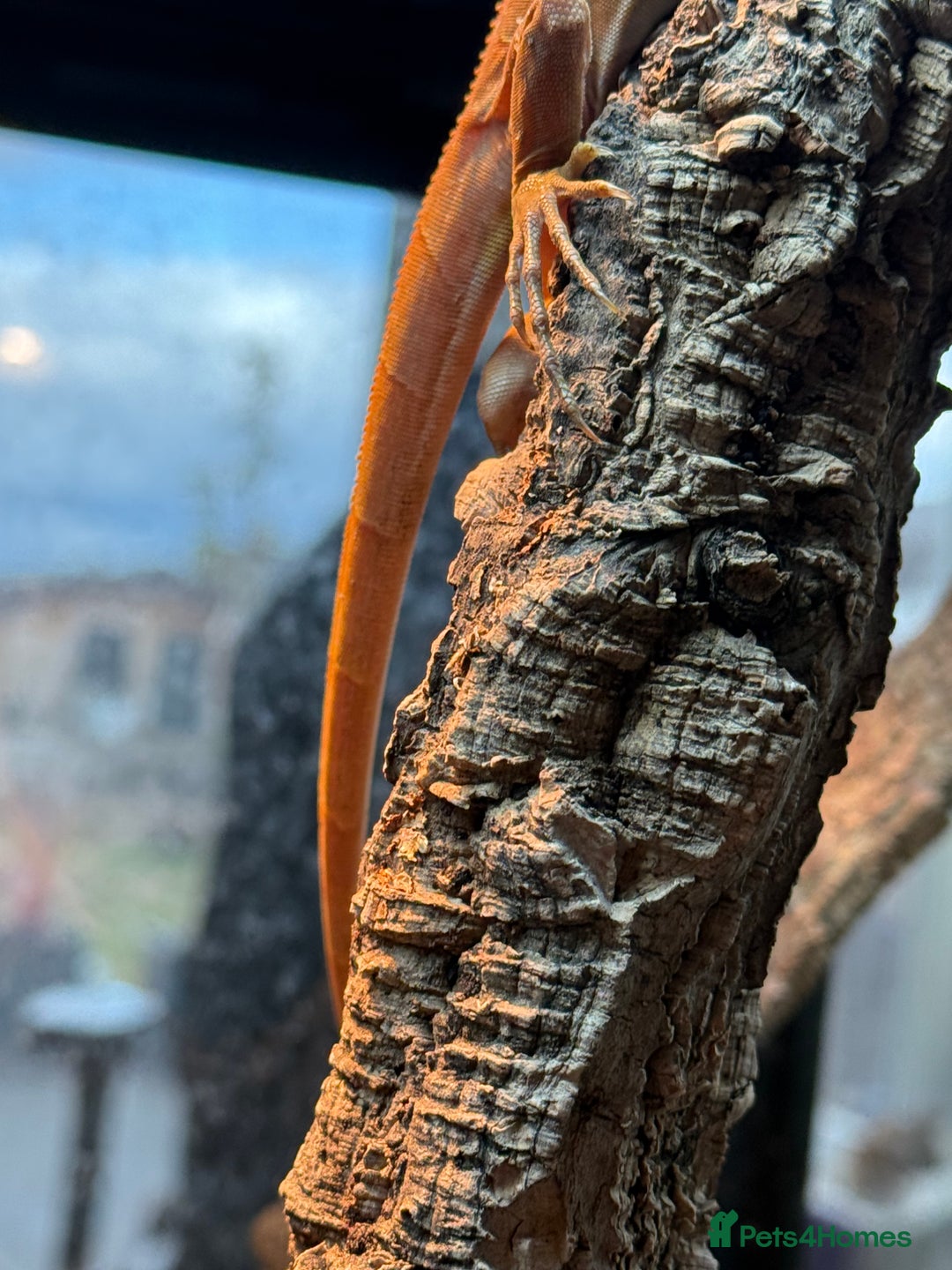 Iguana reptiles for sale: Iguana Orange Zero juvenile  - Image 3