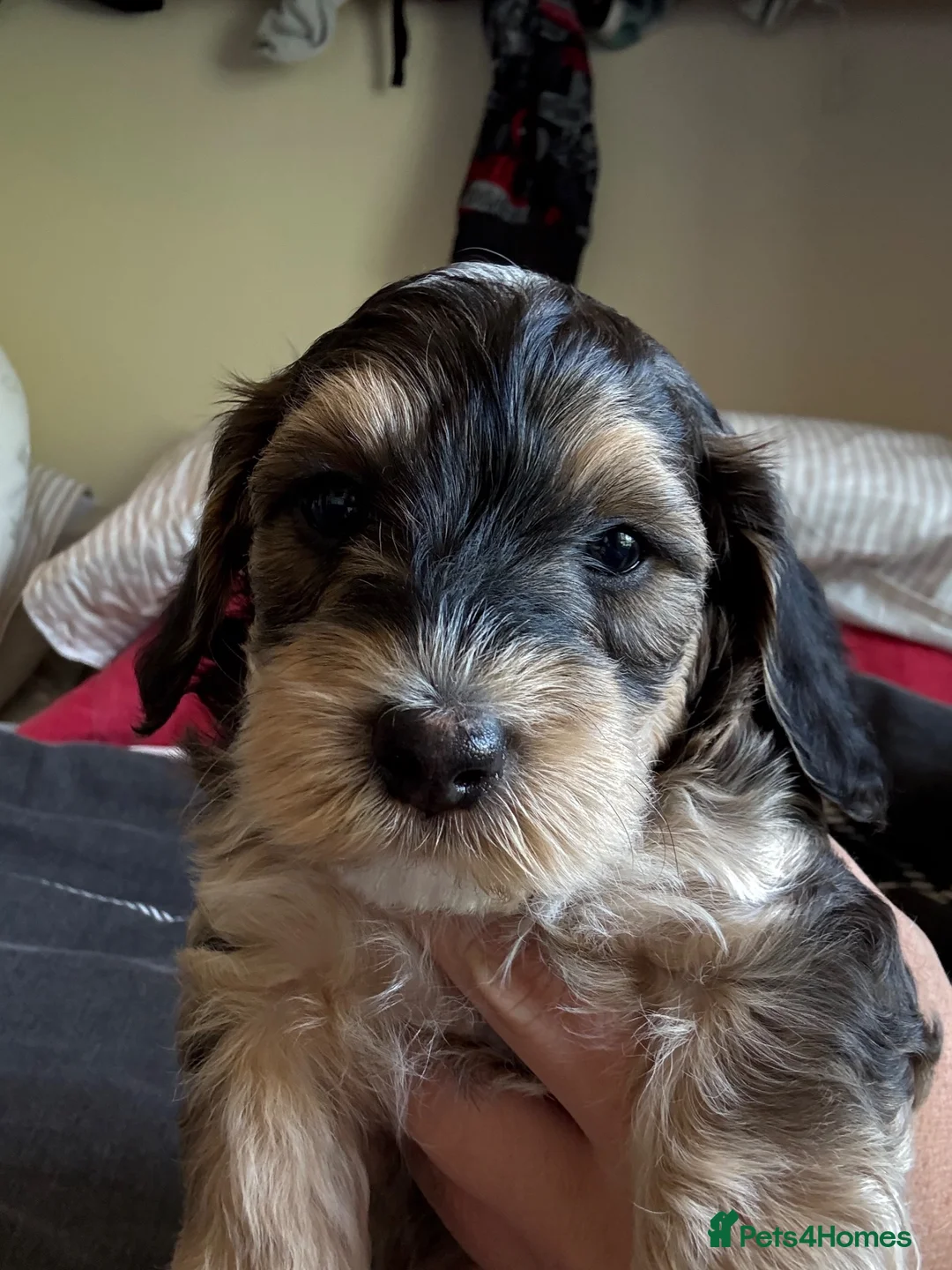 Mixed Breed dogs for sale: Toy Cockapoos, Cockerpoos Toy poodle Hybrid mix - Advert 1