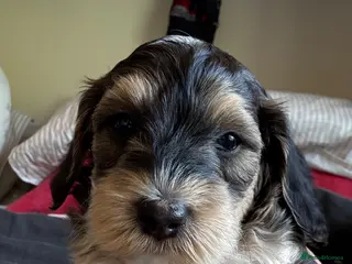Mixed Breed dogs Toy Cockapoos, Cockerpoos Toy poodle Hybrid mix - Advert 4
