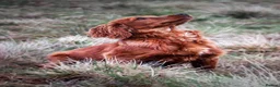 Cocker Spaniel dogs for sale: Exceptional Cocker Spaniel Puppies  - Advert 14