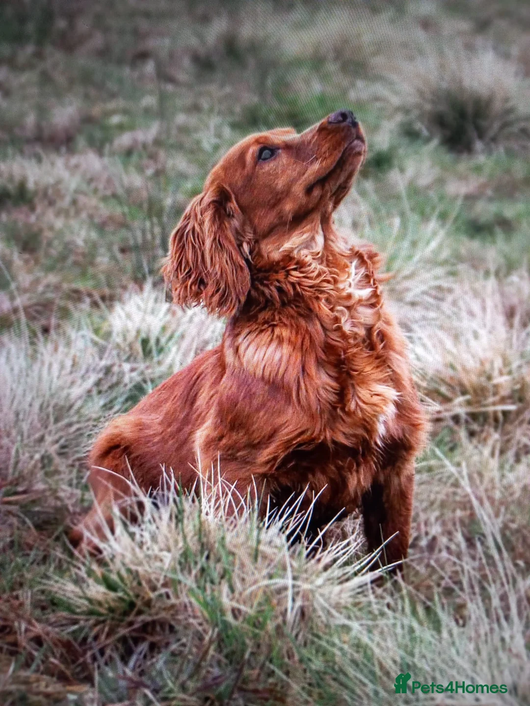 Cocker Spaniel dogs for sale: Exceptional Cocker Spaniel Puppies  - Advert 14