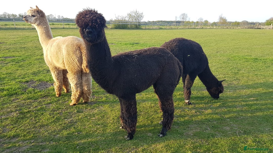 Alpaca livestock for sale: Alpacas  - Advert 3
