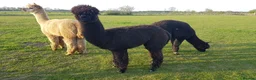 Alpaca livestock for sale: Alpacas  - Advert 3